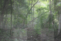jungle