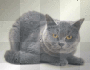 Angry Cat