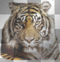 ♣ Tiger ♣ ♣ Tiger ♣