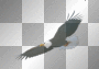 aigle