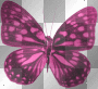 Butterfly Butterfly
