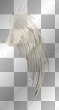 Right White Wing