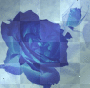 Blue rose background