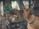 scooby doo
