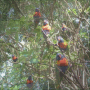 Birds in tree