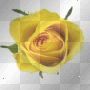 fleur fleur