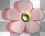 Blume 