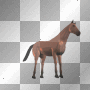 cheval 1111111111