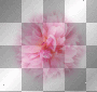 LATO  SUMMER TRANSPARENT FLOWER 