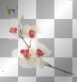 white orchid