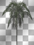 palm tree