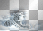 snow cub
