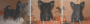 tiere