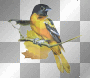 ☺bird:)