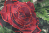 Background- Glitter Red Rose