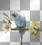 parakeet