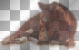 cheval