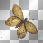 fairy fairy