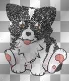 Glitter Border Collie Puppy