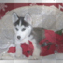 sweet dog