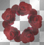 red roses