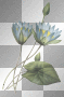 blue lotus
