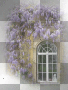 wisteria flowers
