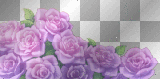 Purple Roses