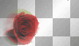 red rose red rose