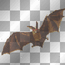 Halloween bat animated