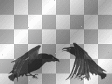 Birds Black  transparent  gothic