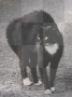 slightly mad cat