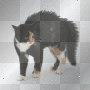mad calico cat