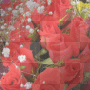 Rosen