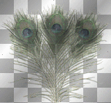 peacock feather-BT