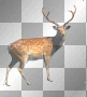 Deer.. Deer..