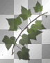 ivy ivy