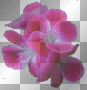 colors flowers