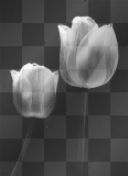 white tulips