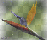 paradise bird 