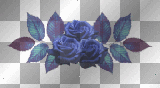 ROSAS AZULES