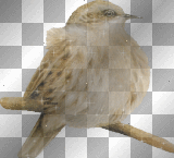 oiseau -c oiseau -c