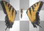 brand new eyes Butterfly