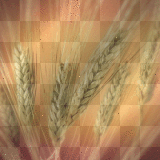 wheat +myates7