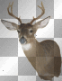 ☺©8 pt Buck Head-Right®☺
