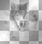 BLACK AND WGITE LOVE'S WOLF! MILADYNANCY!