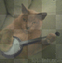 gatto