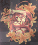 shana shana