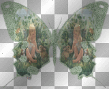 papillon papillon