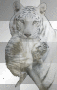 tigre